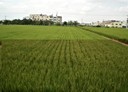大里區-土地，881.4坪