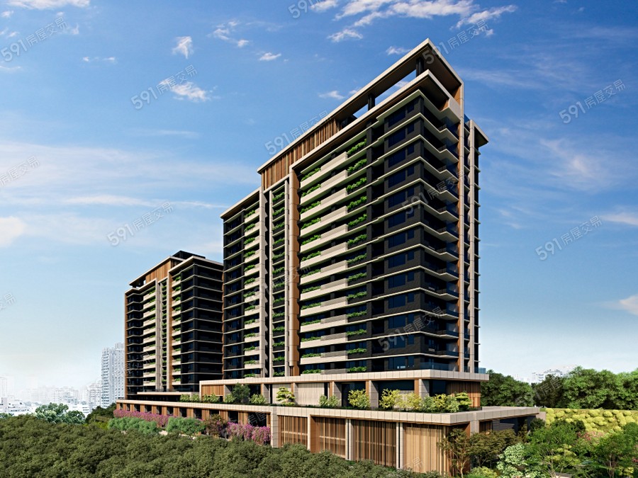 白天鵝安幔封面圖