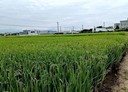 草屯鎮-新光段土地，382.9坪