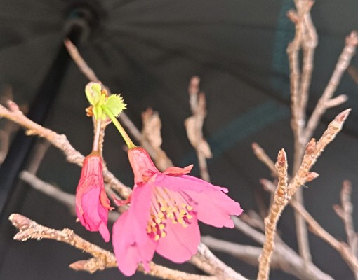 預約~中科榮總臨春水堂整層超大空間朝南大露台 - Image 15