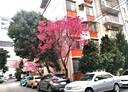 新店區-福園街3房2廳，25.5坪