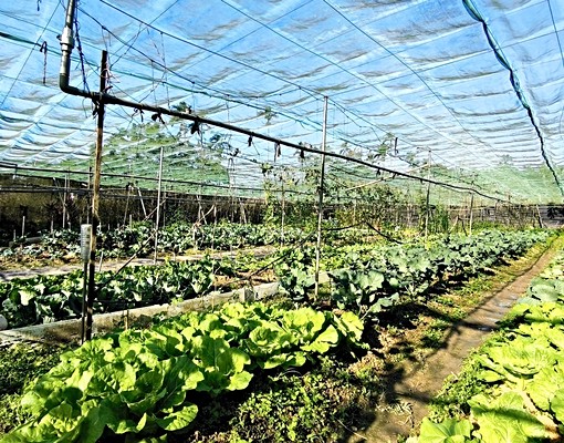三峽稀有開心農場