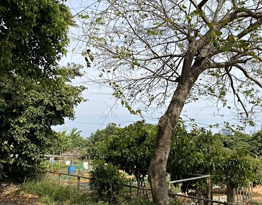 西屯近市政路協和國小大面寬美農建地