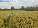 頭份市-新興段土地，1069.6坪