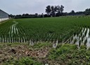 大園區-沙崙段土地，1215坪