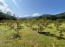 雙溪區-土地，1415.9坪