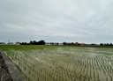 新屋區-土地，1664坪
