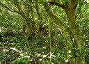 壽豐鄉-山嶺段土地，733.6坪