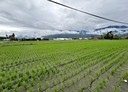 吉安鄉-土地，926.8坪