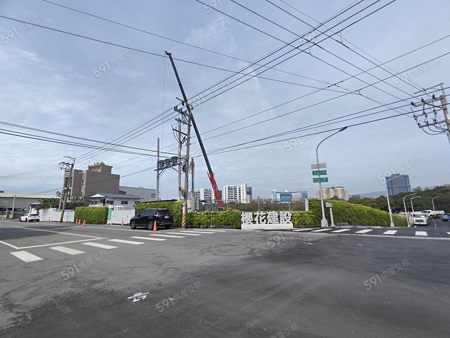 櫻花向上之櫻實景圖