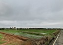 觀音區-土地，556.9坪