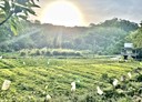 三灣鄉-土地，1794坪