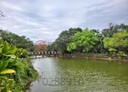 龍潭區-土地，155坪