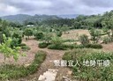新埔鎮-照鏡段土地,881坪