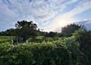 宜蘭市-茭白段土地，729坪