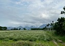 瑞穗鄉-土地，1773.8坪