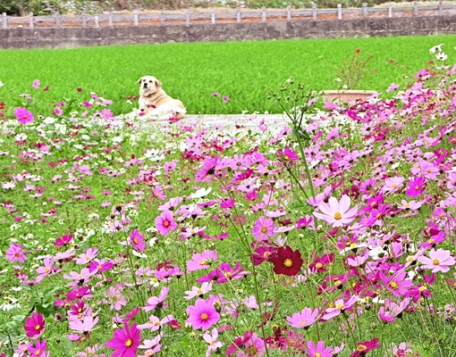 池上鄉村大套房 - Image 14