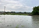 員山鄉-新洲子段土地，151.2坪
