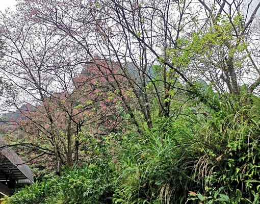 🌿【新店珍稀釋出・丙建+碳權優勢｜3萬坪休閒農場+禪修聖地