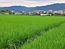 茭白三路~永慶老周~🌿都市..
