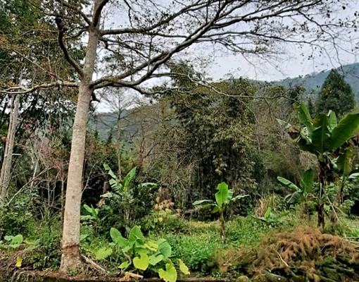 近溪頭全新一樓套房含獨立客餐廳廚房安靜 - Image 4