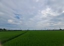 大城鄉-土地，1675坪