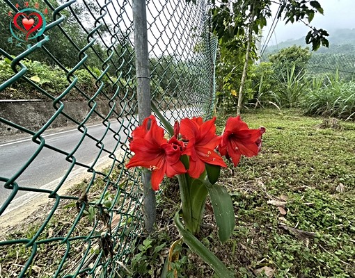 三峽五寮世外桃源休閒莊園