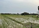 新屋區-土地，716坪