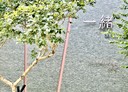 竹北市-勝利十五街3房2廳，55.7坪