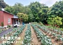 卓蘭鎮-西坪段土地，1059坪