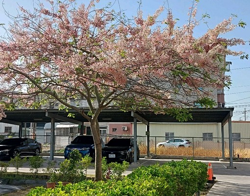 南科全新透天花園別墅.停車棚.個人洗衣機 - Image 13