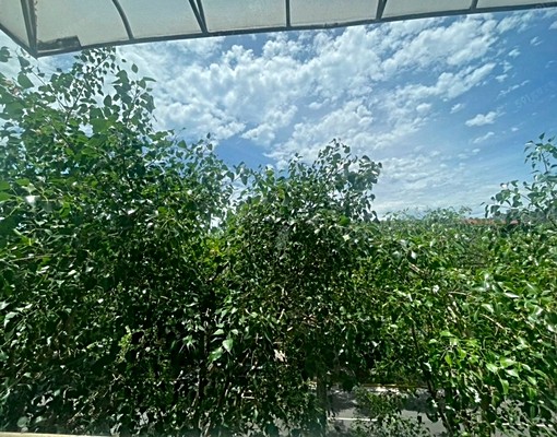 🌈民生樹海窗景大空間☀貓咪友善☀可租補✔入籍介壽國中🌈 - Image 2