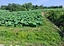 觀音區-藍埔段土地，269坪