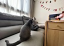 湖口鄉-達生二街3房2廳，41.1坪