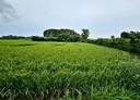 觀音區-土地，279.8坪