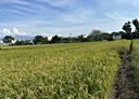 竹北市-土地，312.5坪