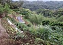 三峽區-福德坑段土地，822坪
