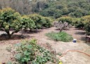 大樹區-田寮段土地，1176坪