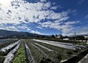 三星鄉-土地，772.4坪