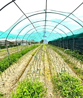 清境農場💯平坦千坪農地💯適合投資.自用