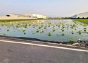 民雄鄉-土地，1351.8坪