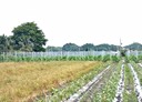 虎尾鎮-土地，1379坪