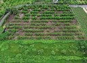 歸仁區-土地，1221.5坪