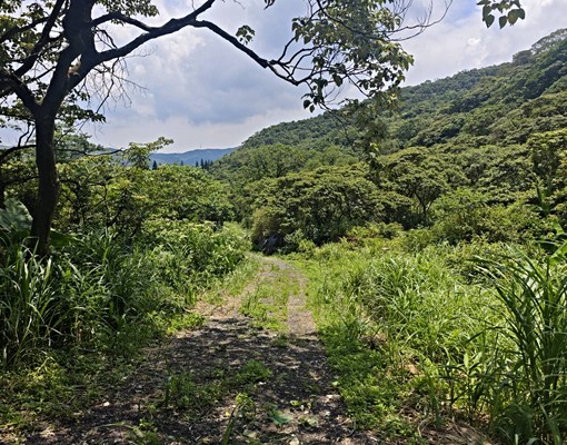 專任萬里-26000坪碳排放專用林地只賣1400元/坪