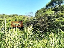 專任大矽谷範圍內農地