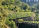 古坑鄉-土地，726坪