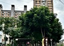 桃園區-龍鳳三街3房2廳，32.3坪