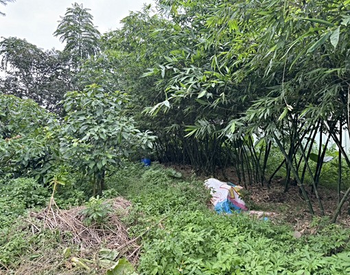 三峽一般農地可變更交通用地-林采萱