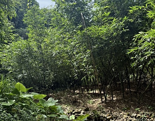 物件圖片