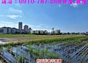 善化區-小新營土地，480.4坪